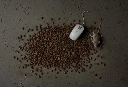 clutter, trash, coffee beans, moss, dead rat, dead mouse, dead rodent, belly up, concrete floor, low key