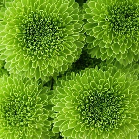 <lora:SDXL_green_texture_Sa_May:1> green texture flowers