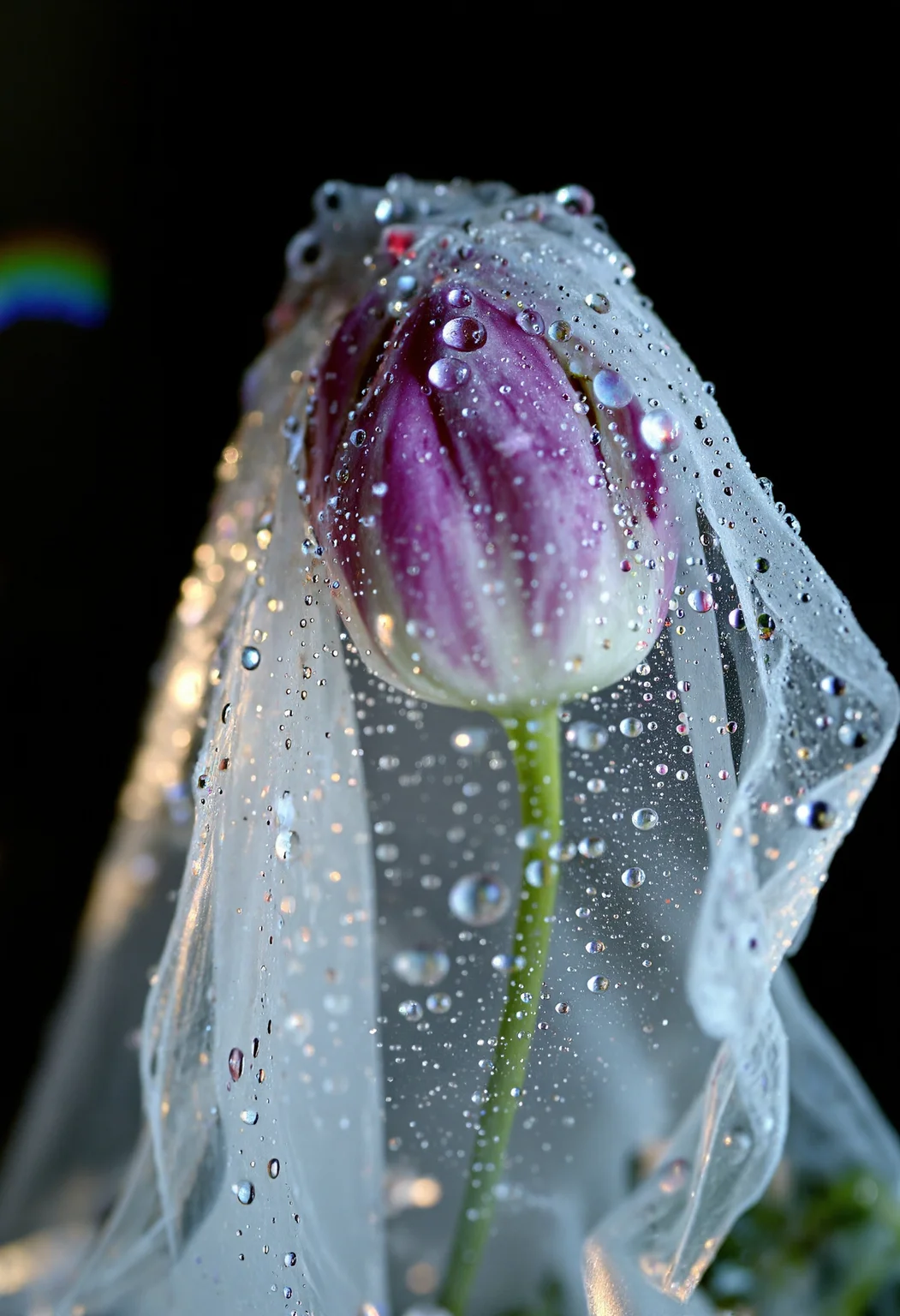 softlight effect, bokeh-macro, A stunning macro photography shot capturing a single, elegant orchid wrapped delicately in a translucent veil. The sheer material clings softly to the orchid's petals, its delicate texture accentuating the flower's natural beauty. Tiny, glistening water droplets scatter across the veil's surface, refracting light into subtle rainbows. The orchid's vibrant hues of purple and white peek through the veil, creating a soft interplay between clarity and mystery. The blurred, dark background enhances the luminous details of the flower and droplets, evoking a sense of fragility and serenity <lora:Wiz-Arcana-The_Veiled_Faces:0.75> <lora:My_dads_flowers_-_Alfarman_x_The_Lost_Futures-000015:1.00> <lora:BokehMacro:0.80> <lora:Softlight:0.50>
