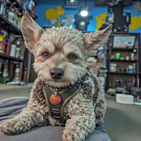A 256k resolution ultra high quality ultra-detailed cinematic hyperrealistic photo uploaded on Flickr and Instagram in R3alisticF and 3D Render Style of a cute and excited panting poodle with fluffy cream-and-black fur, brown eyes looking at the viewer, and black harness with a red clip, in a fascinating and interesting mall with vibrant colors and images of bright and cheerful cartoon animals on the walls.