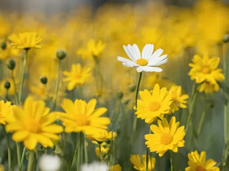 <lora:Aesthetics_Enhancer_XL:0.8>,masterpiece,absurd resolution,8k,
EnhanceImage,selective focus, no humans, scenery, outdoors, flower focus, nature backround,depth of field