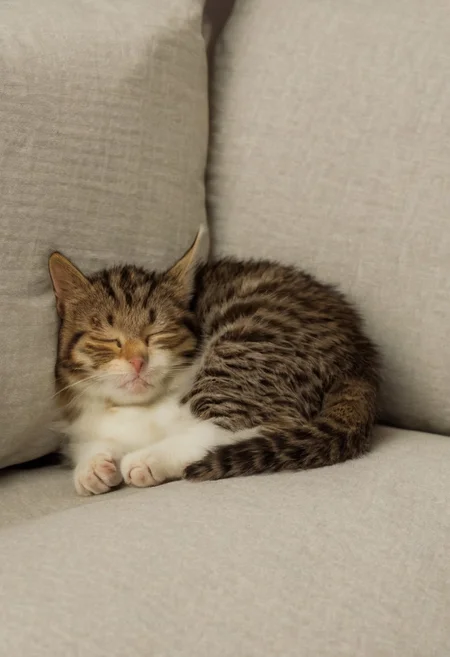 kitticien, cat sleeping on a couch in a study on a summer afternoon