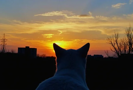 A white cat, viewed from behind, gazes towards a vibrant sunset over a cityscape. Its ears are perked up, silhouette prominently against the glowing sky. The skyline is marked by dark, silhouetted buildings, with faint details of transmission towers and leafless trees. The sky is painted in hues of orange and blue with wispy clouds adding texture. The scene highlights the peaceful juxtaposition of urban structures and nature. The image is composed with a blurred foreground, focused on the distant horizon, amateurish quality, natural lighting., 