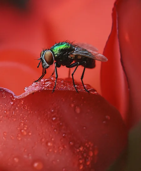 analog film photo macrophotography, an iridescent green bottle fly perched on the edge of a vibrant red rose petal, its compound eyes and delicate wings in sharp focus. Tiny water droplets cling to the petal's surface, reflecting the fly's metallic body. The background is a soft, out-of-focus gradient of pink and green, emphasizing the fly's detailed features.