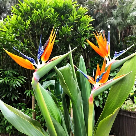 bird of paradise with stem ingrid-elias-style in a garden <lora:ingrid_elias_style_v2:.7>