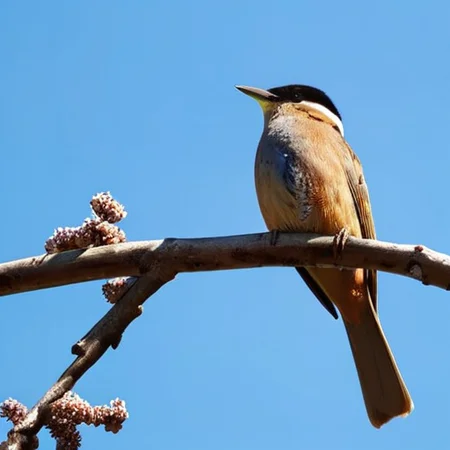 A beautiful bird on a branch against a backdrop of a clear blue sky,<lora:HMSGé¸ç±»æå½±XL-000001:0.1>,