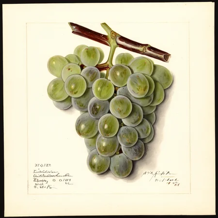 illustrative drawing of a ANATOMY OF A GRAPE, half,  pomological watercolor <lora:PomologicalConfig4DebWITHTE4RP:1>