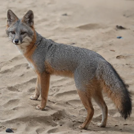 a fox terrier dog white, on the edge of the beach
<lora:Gray_Fox-v1.10:0.8> gray fox