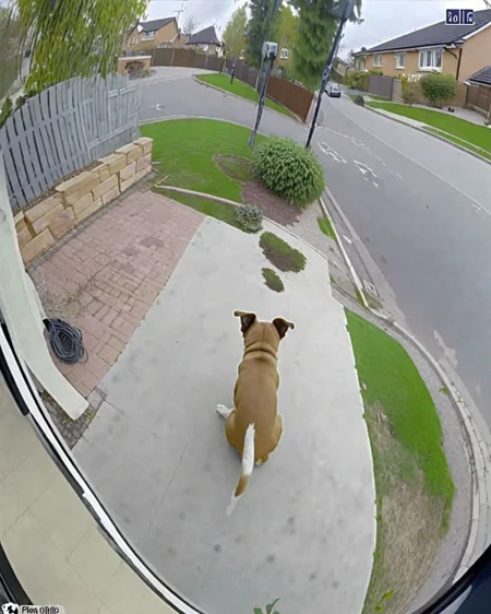 A cute dog CCTV Style <lora:SDXL-CCTV-Style-Lora:0.9>