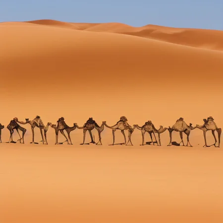landscape, desert, camels, hot