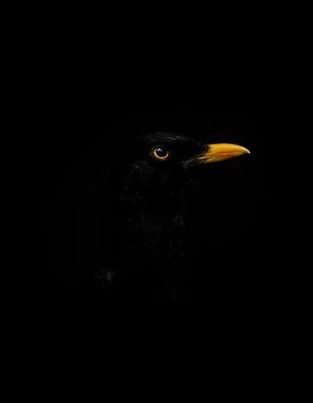 This image is a striking and minimalist portrait of a black bird, most likely a blackbird. The bird is positioned in profile, with only the head and a small portion of the neck visible against a completely black background, creating a dramatic and high-contrast composition.
The bird's glossy black feathers blend seamlessly into the dark background, making them almost indistinguishable and emphasizing its bright, vivid features. Its eye is illuminated and sharply detailed, with a reflective glint that adds a sense of life and depth. The eye is surrounded by a thin golden-yellow ring, enhancing its prominence against the darkness.
The bird's beak is another focal point, standing out boldly in a bright yellow-orange hue. The beak is well-defined, with a smooth texture that contrasts with the soft, shadowed appearance of its feathers. Subtle highlights on the beak give it dimension and make it appear almost luminous against the dark void.
The overall atmosphere of the image is moody and mysterious, with its use of chiaroscuro lighting creating a sense of elegance and intrigue. The simplicity of the composition draws attention to the bird's details, showcasing its natural beauty in an artistic and minimalist way.