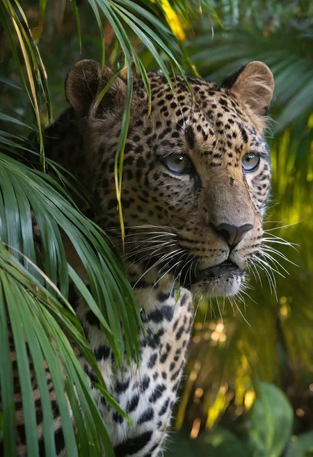 Create a photorealistic close up image that shows a close-up of a leopard's face framed by lush, green palm fronds. The leopard's eyes are a striking bright blue, and its piercing gaze dominates the center of the frame. Its fur is a rich golden brown with prominent black spots characteristic of its species. The leopard's nose and whiskers are prominent and pointed outward, and its ears are partially visible and erect. The background is a blurry image of dark, dense foliage, drawing focus to the leopard's face. The lighting is natural, likely from a sunlit area, casting a soft glow on the leopard's fur. The photograph exudes a raw, untamed beauty, capturing the essence of the wild. The textures of the leopard's fur and palm fronds are clear and detailed, adding depth and realism to the image. This photo probably shows the leopard in its natural habitat, possibly a tropical forest, with the green providing a contrasting background to the leopard's golden-brown fur.
, ultra quality, 8k, best quality,a masterpiece,award winning