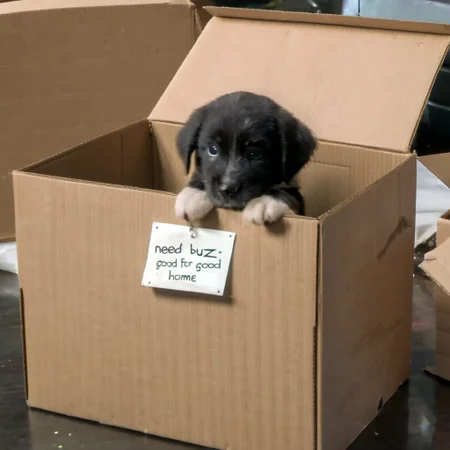 sad puppy in box with a sign saying "Need buz for good home"