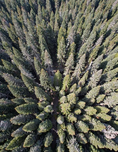 This is a photograph taken from an aerial perspective, showcasing a densely packed, lush forest of coniferous trees. The image is dominated by the repetitive patterns of tall, slender pine trees with dark green, needle-like foliage. The trees are arranged in neat rows, creating a symmetrical, almost geometric appearance. The forest floor is obscured by the dense canopy, with the exception of a few smaller trees or shrubs that break up the uniformity slightly. The lighting is soft, suggesting either early morning or late afternoon, with the sunlight filtering through the trees, casting dappled shadows and highlighting the rich green hues of the foliage. The texture of the pine needles is fine and slightly rough, contrasting with the smooth, rounded forms of the tree trunks. There are no visible people, animals, or man-made structures, emphasizing the natural and untouched beauty of the forest. The overall mood conveyed by the image is serene and untouched, capturing the essence of a pristine, unspoiled woodland area.