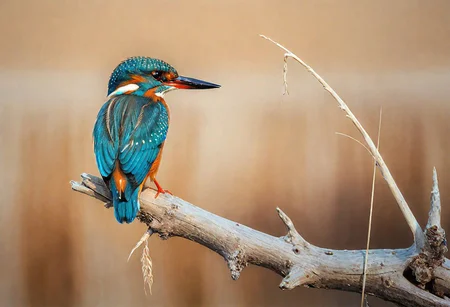 macro photo, A beautiful kingfisher perched on a dried tree beach in a river,blue water ,reeds plants insects serene , stunning masterpiece, vivid water colour , detailed on white chart paper. An evil eye symbol on the bottom right