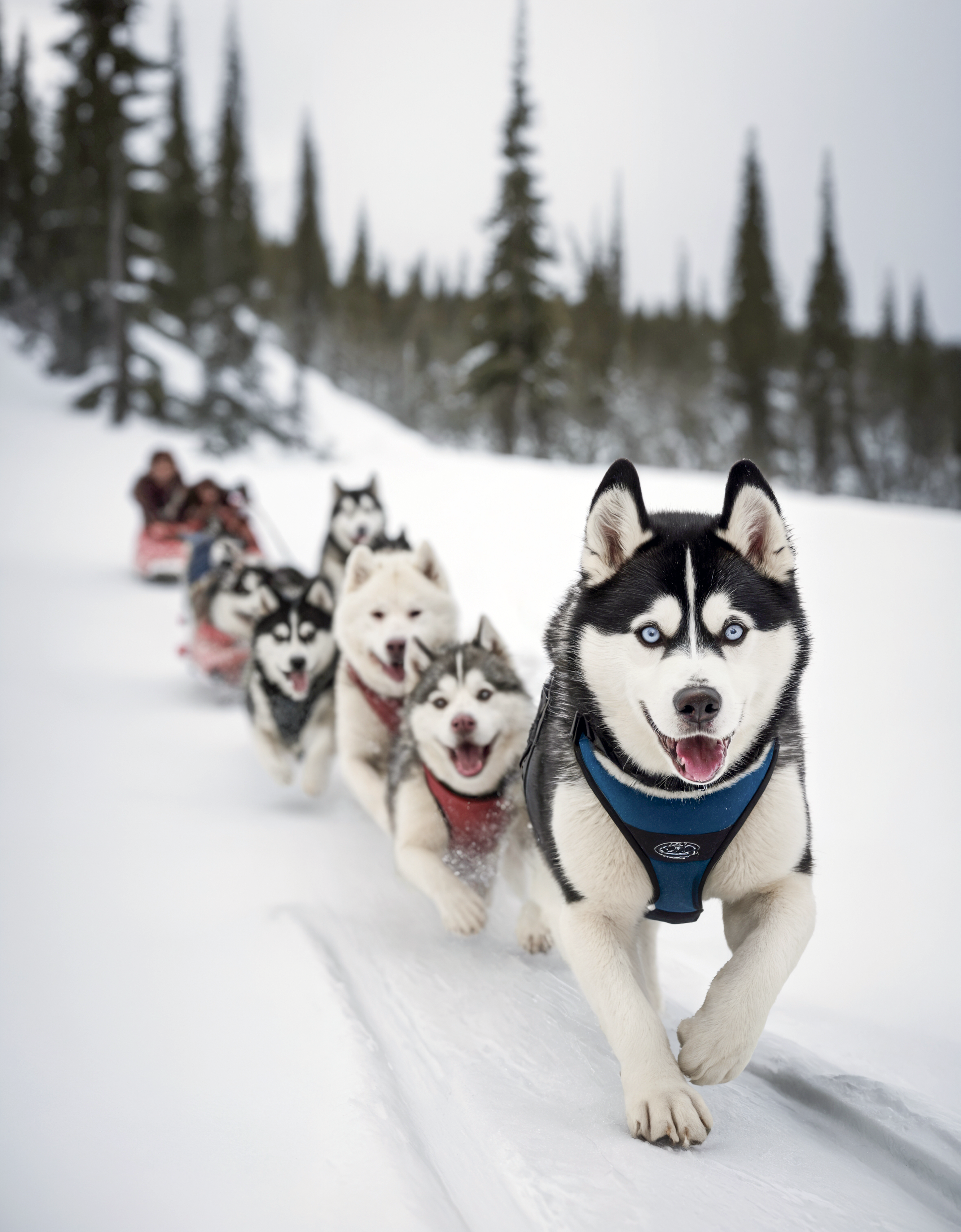 award winning shot of husky sledding in alaska wild lands, cinematic still, movie screencap, dynamic angle, portrait, 100mm f/2.8 macro lens, action shot,