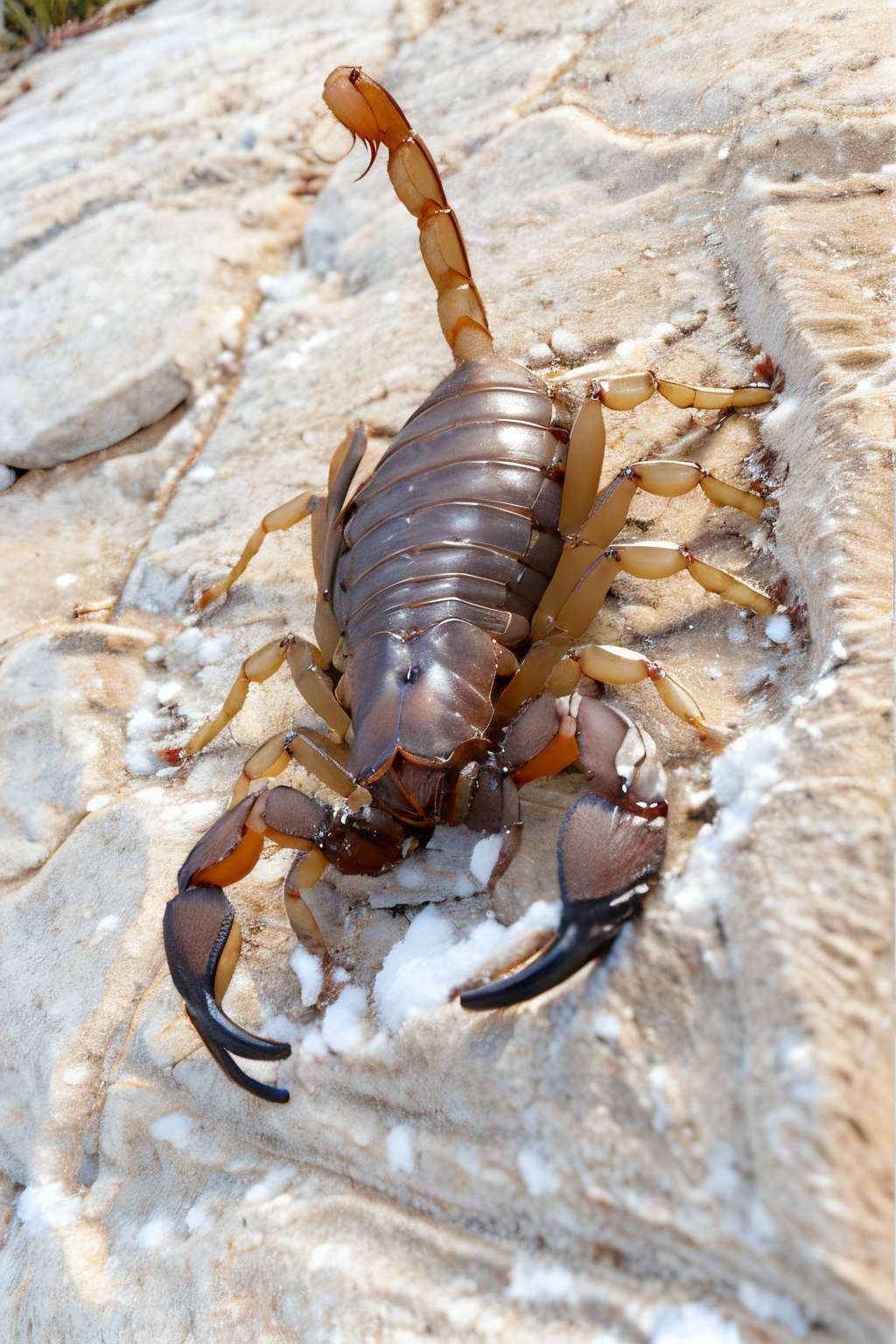 (Realistic:1.5) EdobScorpion, extra arms, scenery, nude, nude, glowing, full armor, outdoors, bug, turtle, snow, <lora:EdobScorpionPhotoReal_v1.0:0.8>