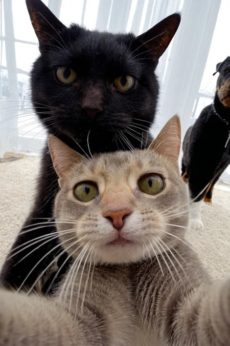 cat makes selfie, looks in camera, dynamic angle