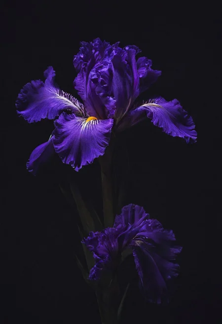 an extremely delicate and beautiful flower, extremely detailed ,CG,unity,8k wallpaper, Amazing, finely detail, masterpiece, best quality,official art,extremely detailed , incredibly absurdres, huge filesize , ultra-detailed, highres, extremely detailed, beautiful on a beautiful star-filled night, purple iris flower, a insane crazy purple iris is cutting through the darkness with a sword of light! neon_style Light