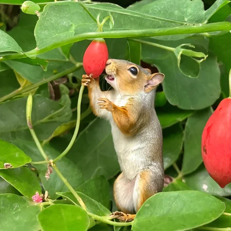 <lora:coccinia grandis 200 SDXL-000002:0.8>
coccinia grandis,best quality, high quality, highres, masterpiece, microcosm,
The squirrel's mouth is stuffed with coccinia grandis ,