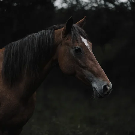 <lora:SDXL_black_and_color_Sa_May:1> a horse