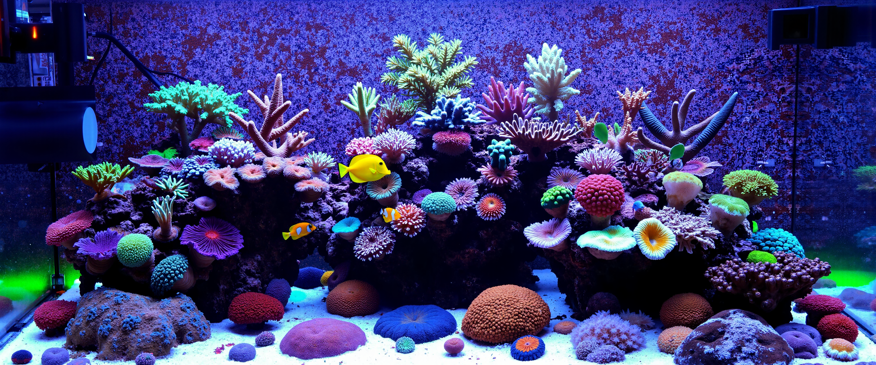 Create a saltwater reef tank, showcasing a diverse array of corals in various colors, including bright greens, purples, and blues. Include several species of fish, such as a yellow tang and a clownfish, swimming among the corals. The background should feature a textured wall with hints of algae and marine growth, adding depth to the scene. Use soft, shimmering lighting to enhance the colors of the corals and fish, creating a lively and inviting atmosphere. Incorporate a variety of coral shapes and sizes, from branching corals to soft corals, to emphasize biodiversity. Ensure the substrate is sandy, with small rocks and shells scattered throughout for added realism.<lora:General Flux\saltwater-reef-tank.safetensors:1.0:1.0>