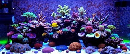 Create a saltwater reef tank, showcasing a diverse array of corals in various colors, including bright greens, purples, and blues. Include several species of fish, such as a yellow tang and a clownfish, swimming among the corals. The background should feature a textured wall with hints of algae and marine growth, adding depth to the scene. Use soft, shimmering lighting to enhance the colors of the corals and fish, creating a lively and inviting atmosphere. Incorporate a variety of coral shapes and sizes, from branching corals to soft corals, to emphasize biodiversity. Ensure the substrate is sandy, with small rocks and shells scattered throughout for added realism.<lora:General Flux\saltwater-reef-tank.safetensors:1.0:1.0>