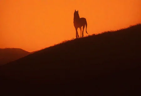 , masterpiece, best quality, newest, absurdres, highres,detailed, horse, dramatic light, orange filter, plains, horror movie