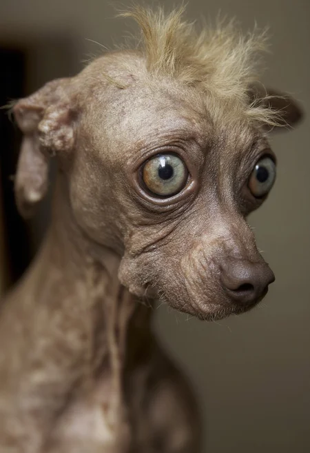 the ugliest dog in the world