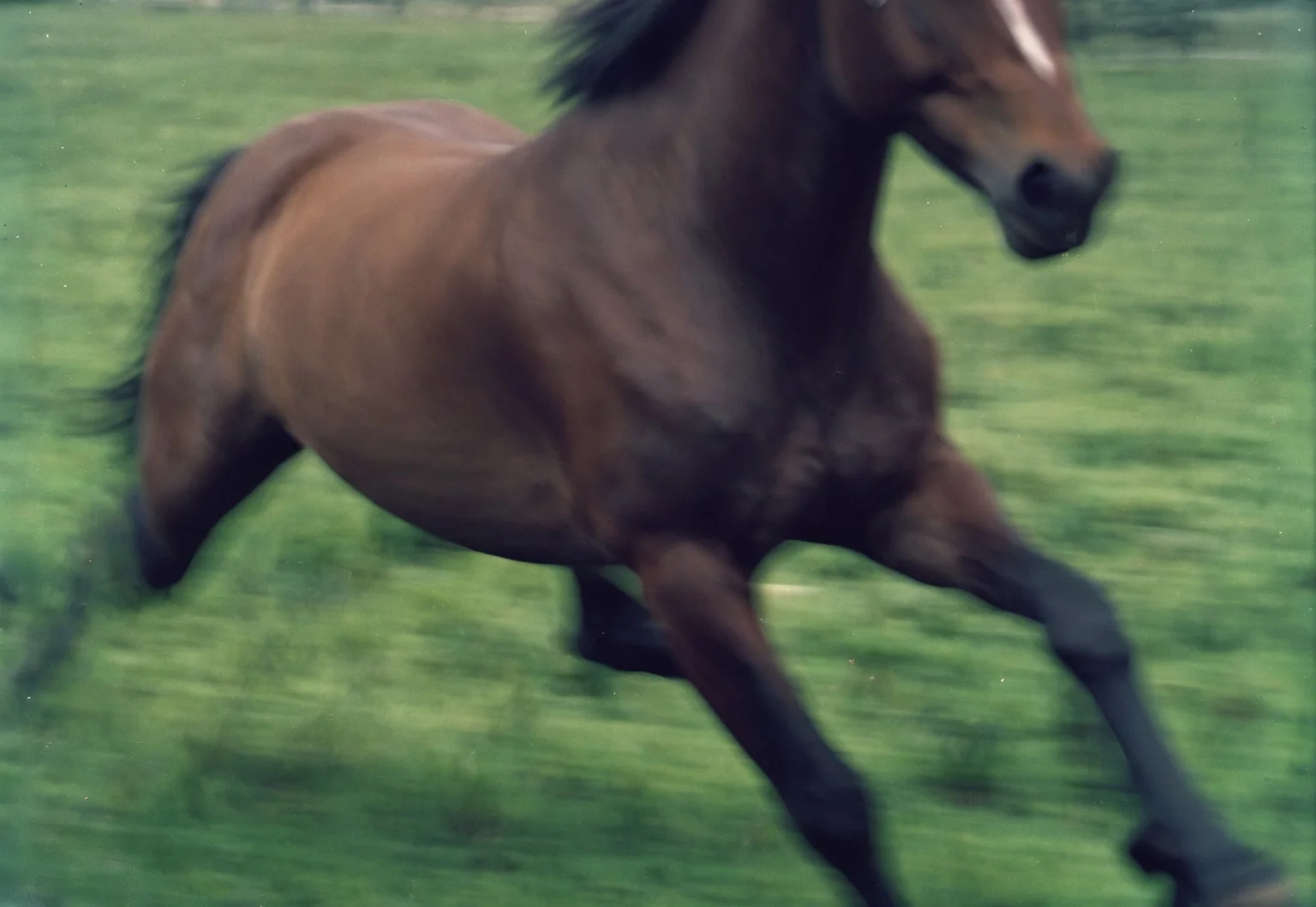 Close up shot of a Brown horse running, surrounded by a Green grass ground, Motion blur, Cinematic, 35mm film sample image, natural lighting, Grainy, Lomography, lomoChrome, Analog Film, Kodak Ektar 100, Cinematic composition