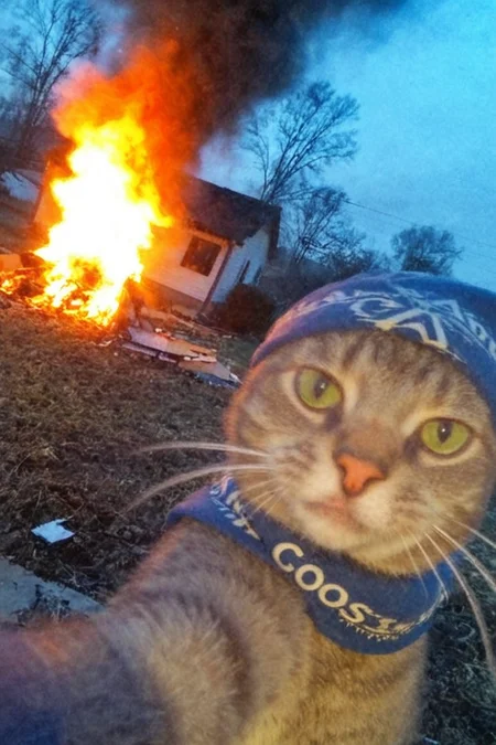 gangster cat makes selfie, looks in camera,solo,burning house on background,wears a bandanna