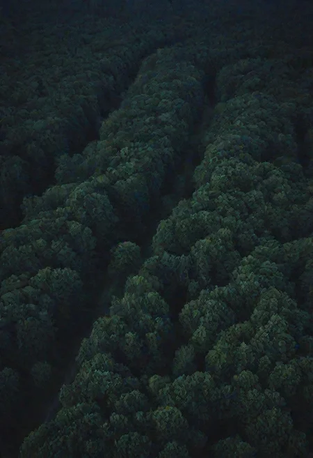 a night forest without