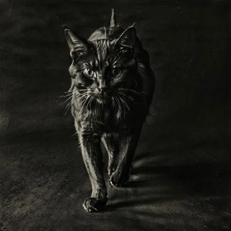 ASCIIDark walking Cat, on a dark background, photography K4RL style, black and white
