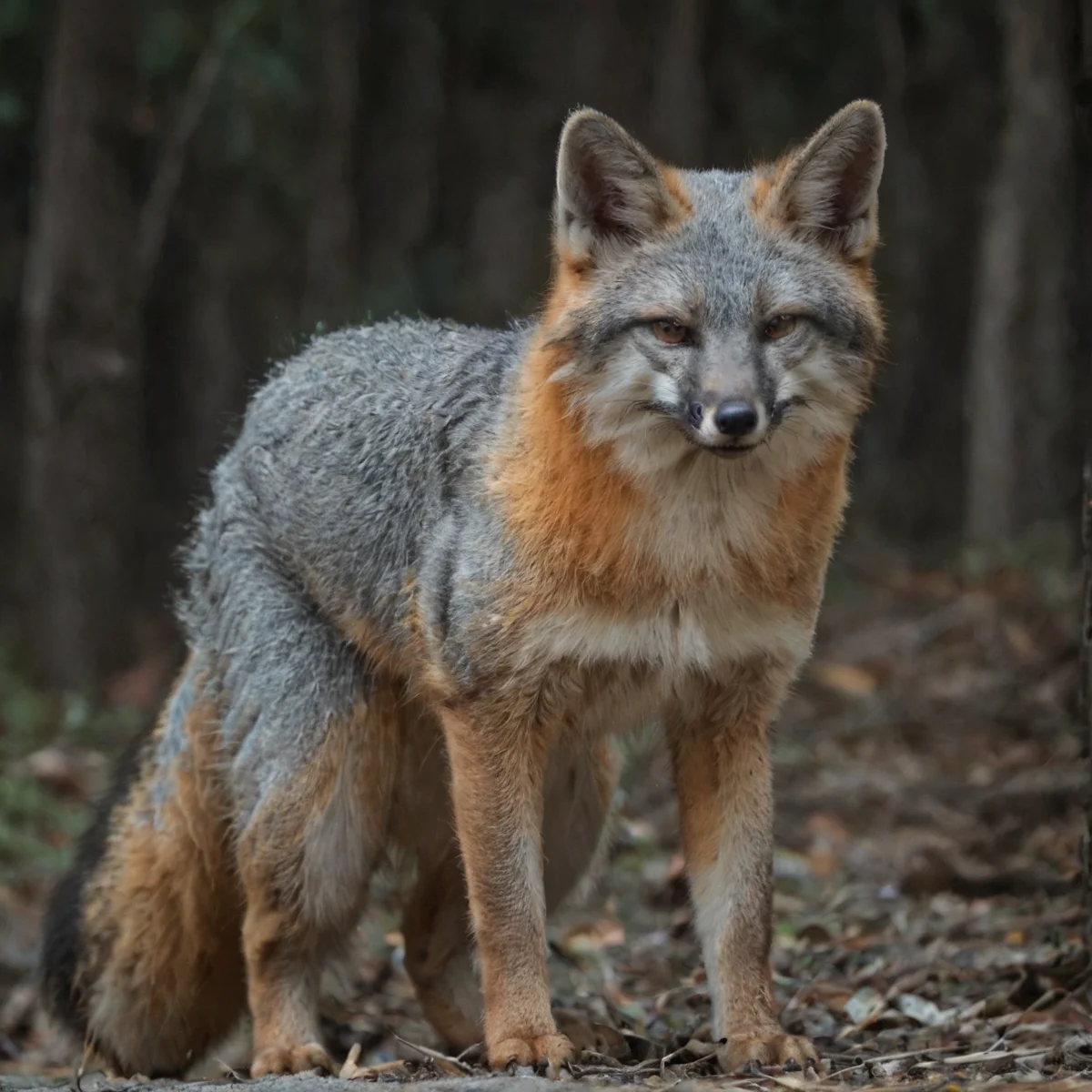 Fox spiritãNine-Tailed Foxãinflammationãfearãfear
<lora:Gray_Fox-v1.10:0.8> gray fox