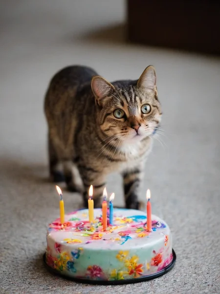 <lora:SDXL_Happy_Birthday_Sa_May-v7:1> Happy Birthday! a cat