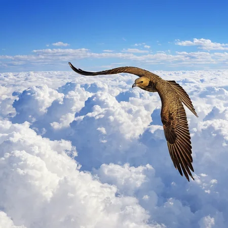 A majestic bird soaring through the cloudst,<lora:HMSGé¸ç±»æå½±XL-000001:1>,
