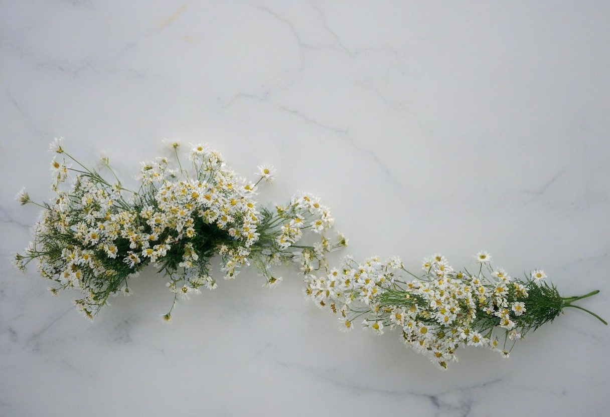 hd photography high quality White Marble Wall with Chamomiles:
"A pristine white marble wall with clusters of delicate chamomile flowers growing out of it, their small white petals and yellow centers providing a gentle and charming contrast to the smooth, polished surface of the marble."