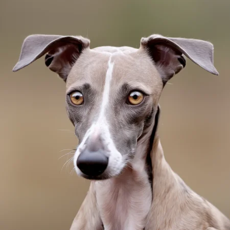 doggie1