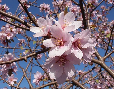 m8vic2, Pink and white cherry blossoms in focus, delicate petals, visible stamens, brown branches surrounding, clear blue sky, sparse greenery on branches, bright natural sunlight, outdoor setting, mid-day lighting., 