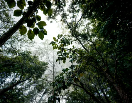 (long shot, shot from below, real life, cinematic:1.1), cute, gorgeous blonde white 18yo girl, ponytail, sensual alluring face, sexy, makeup, ball cap, wide hips, big ass, shirt, nude lower body, sitting in a tree, BREAK
detailed beautiful trees, detailed leaves, dew, moody scene, fog, dappled sunlight, volumetric lighting, <lora:GreenScene:.7> greenscene