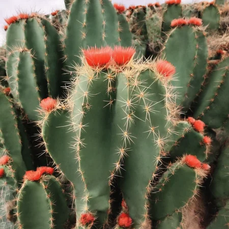 <lora:SDXL_cactus_texture_Sa_May:1> cactus