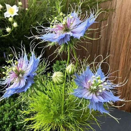 love in a mist flowers with stem ingrid-elias-style in a garden <lora:ingrid_elias_style_v2:.7>