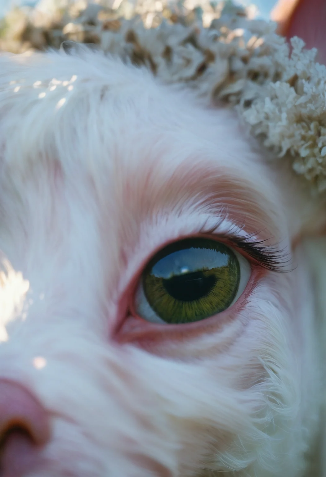 score_9, score_8_up, score_7_up, field, sheep, sunny, lens flare, close-up, highly detailed, film grain, <lora:zy_Realism_Enhancer_v2:0.9>