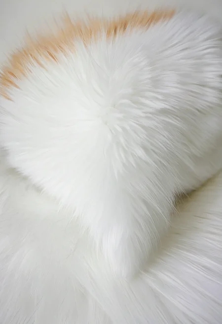 Fur, kitty