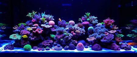 Create a saltwater reef tank aquarium from a distance, showcasing a variety of colorful corals and marine life. The tank should be illuminated with blue and purple LED lights, enhancing the vivid colors of the corals. Include a diverse array of coral species, such as soft corals, LPS, and SPS, arranged in a naturalistic layout. Add several tropical fish swimming among the corals, including a yellow tang and clownfish. The background should be dark to emphasize the glowing colors of the aquarium. Ensure the tank is well-maintained, with clear water and visible substrate.<lora:General Flux\saltwater-reef-tank.safetensors:0.9:1.0>