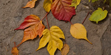 orange river, yellow and red and yellow leaf in summer time