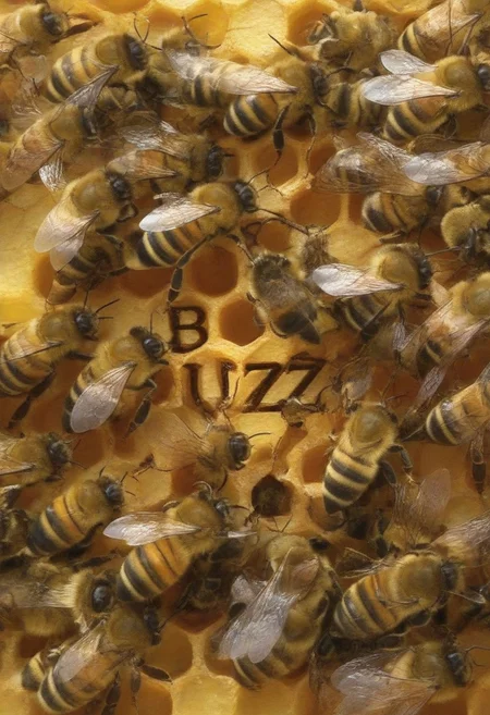 bees assemble into the word "Buzzz!"
bee, bees