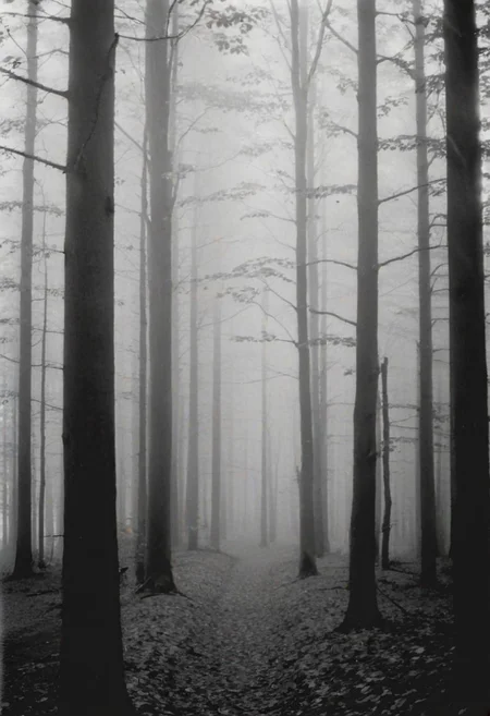 KB_Kentmere400, instagram photo,a foggy forrest, soft shadows, film grain