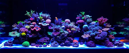 Create a saltwater reef tank aquarium from a distance, showcasing a variety of colorful corals and marine life. The tank should be illuminated with blue and purple LED lights, enhancing the vivid colors of the corals. Include a diverse array of coral species, such as soft corals, LPS, and SPS, arranged in a naturalistic layout. Add several tropical fish swimming among the corals, including a yellow tang and clownfish. The background should be dark to emphasize the glowing colors of the aquarium. Ensure the tank is well-maintained, with clear water and visible substrate.<lora:General Flux\saltwater-reef-tank.safetensors:1.0:1.0>
