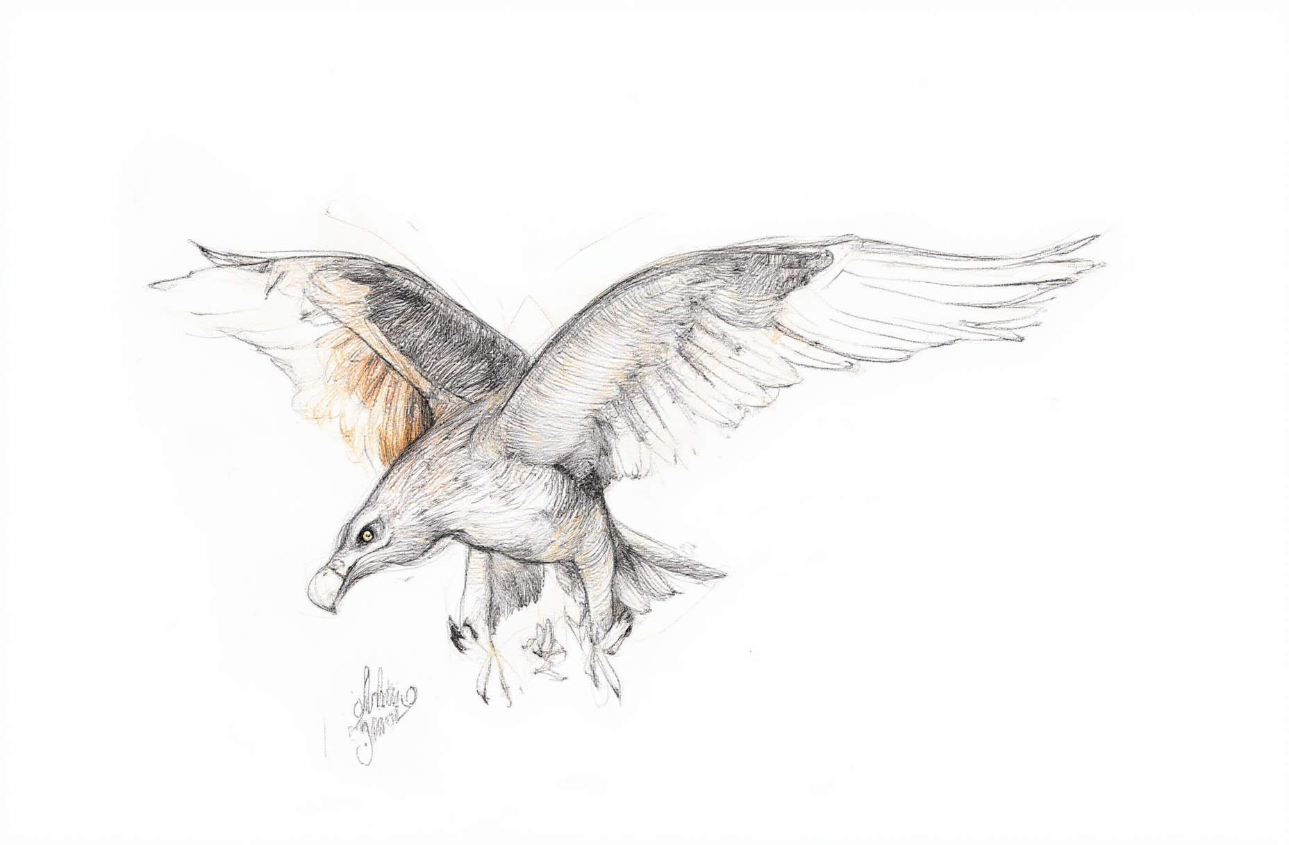 Sharp image of a rough sketch, rendered in vibrant multi colour ballpoint pen, capturing the adorable features of a pencil sketch of an eagle in flight. The eagle is depicted in a realistic style, with its wings spread wide and its head turned towards the right side of the image. Its body is elongated and its talons are extended, as if it is about to take off. Its beak is open and its eyes are focused on something in the distance. The sketch is done in black and white, with the eagle's feathers and beak clearly visible. The background is a plain white, making the eagle stand out.  p3nsk, <lora:p3nsk:1>